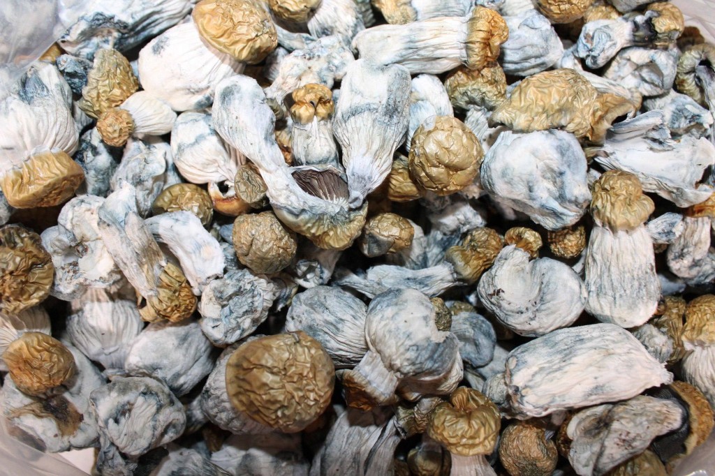 Mushies category
