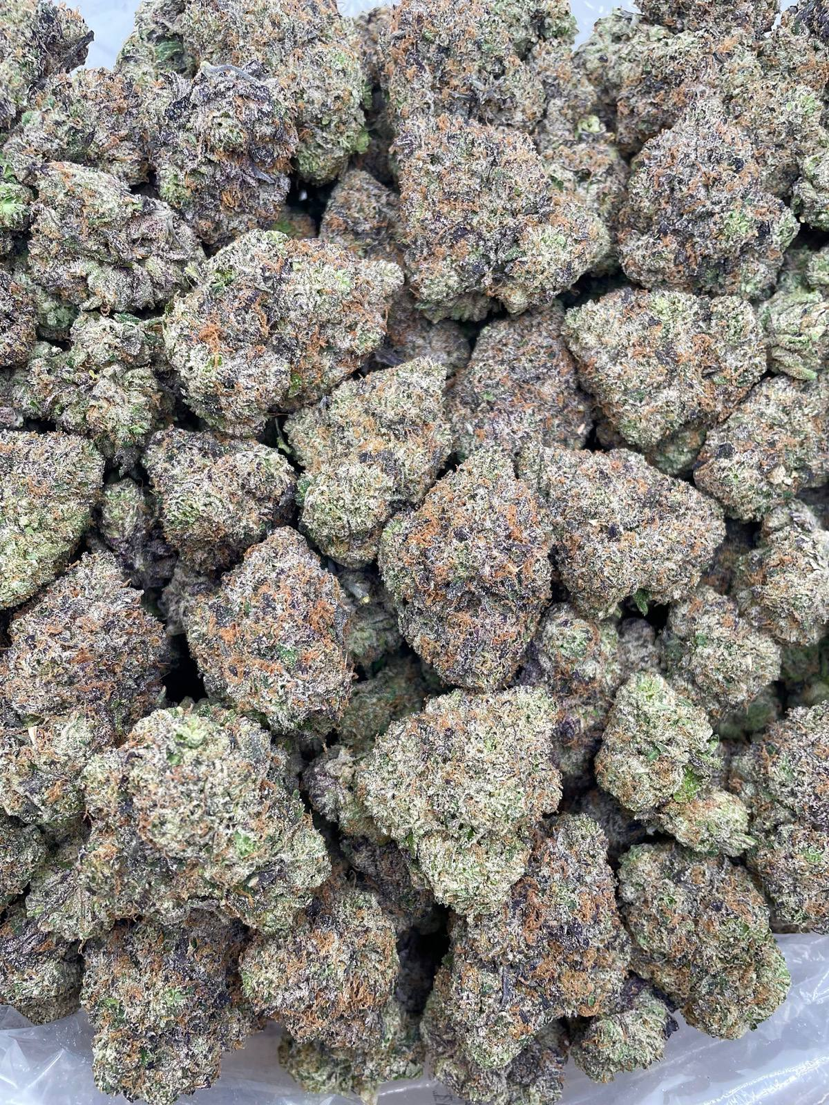 Animal Sherbet Exotic Indoor
