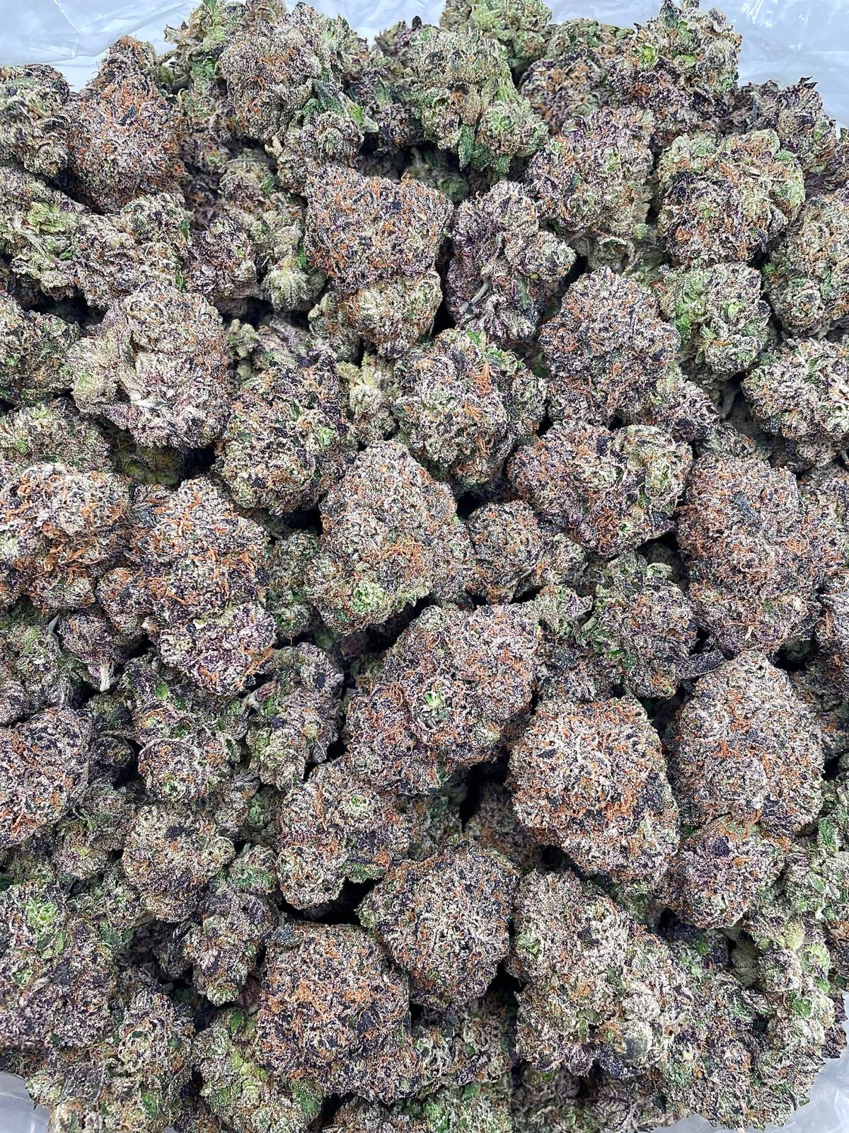 Brainbow Exotic Indoor