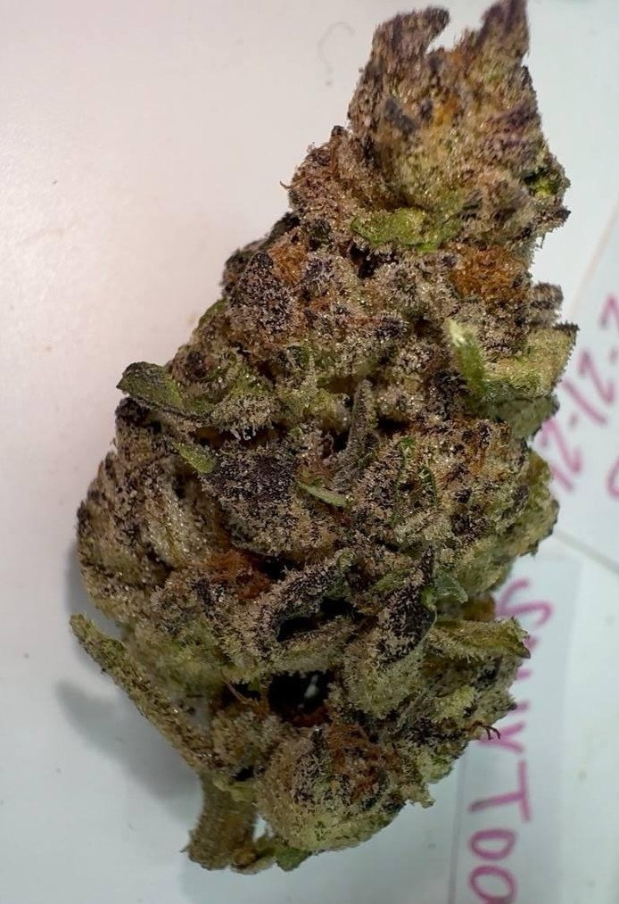Sour Toad