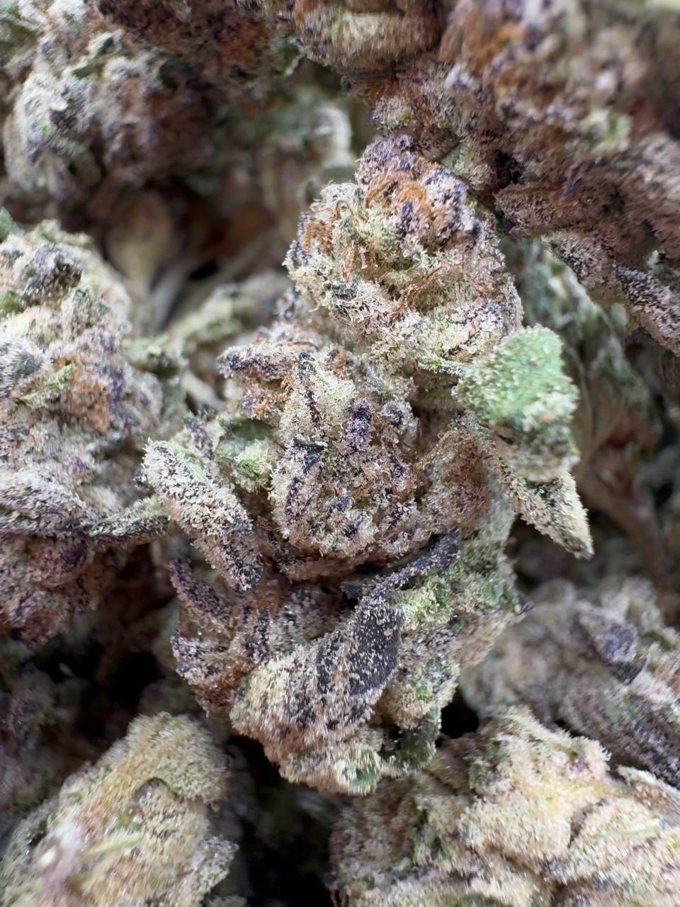 Sour Toad detail view 2